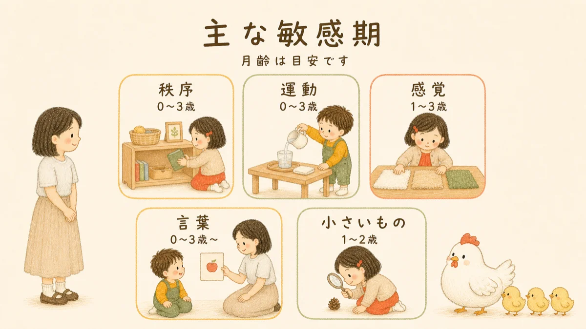 0〜3歳に現れる主な敏感期。秩序・運動・感覚・言葉・小さいものがあり、月齢はあくまで目安